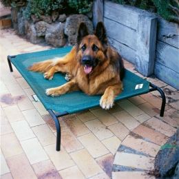 Large Elevated Indoor/Outdoor Dog Cot in Brunswick Green